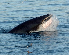 Minke whale feeding on small schooling fish